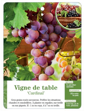 Vigne de table ‘Cardinal’