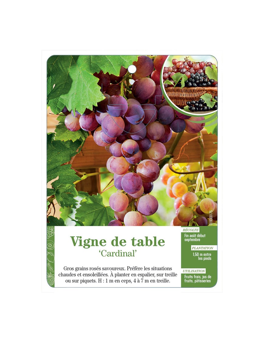 Vigne de table ‘Cardinal’