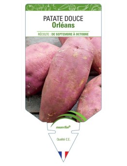 PATATE DOUCE ORLÉANS