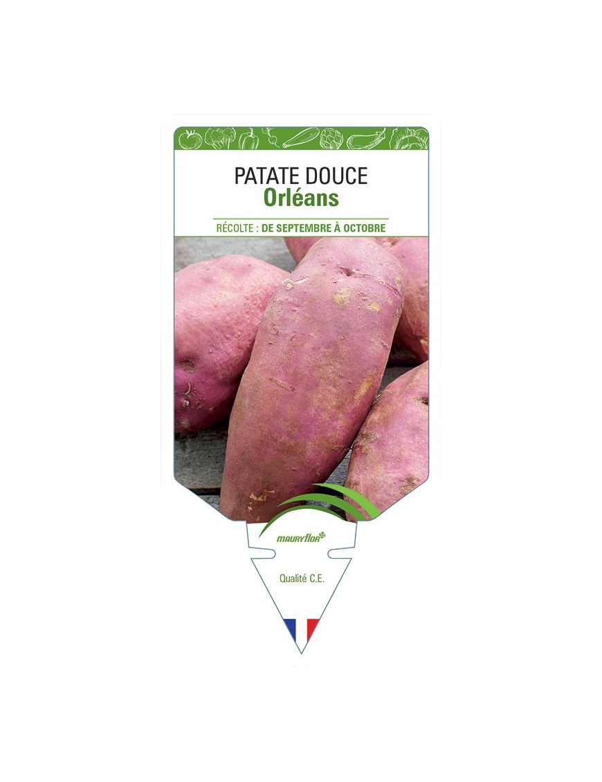 PATATE DOUCE ORLÉANS