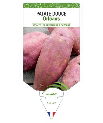 PATATE DOUCE ORLÉANS