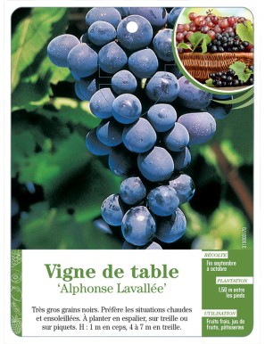 Vigne de table ‘Alphonse Lavallée’