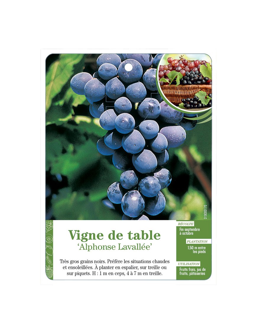 Vigne de table ‘Alphonse Lavallée’