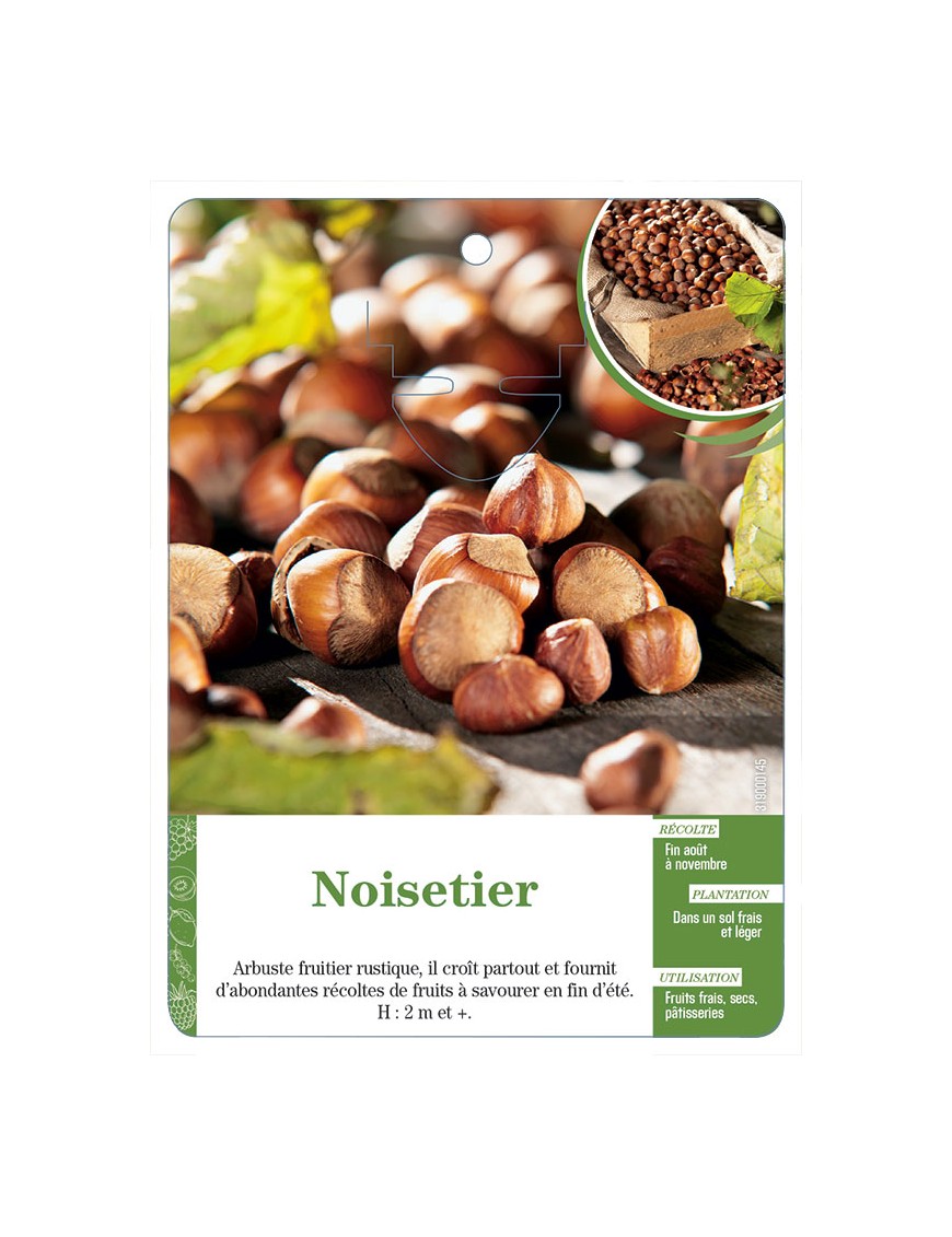 Noisetier