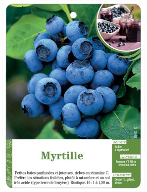 Myrtille