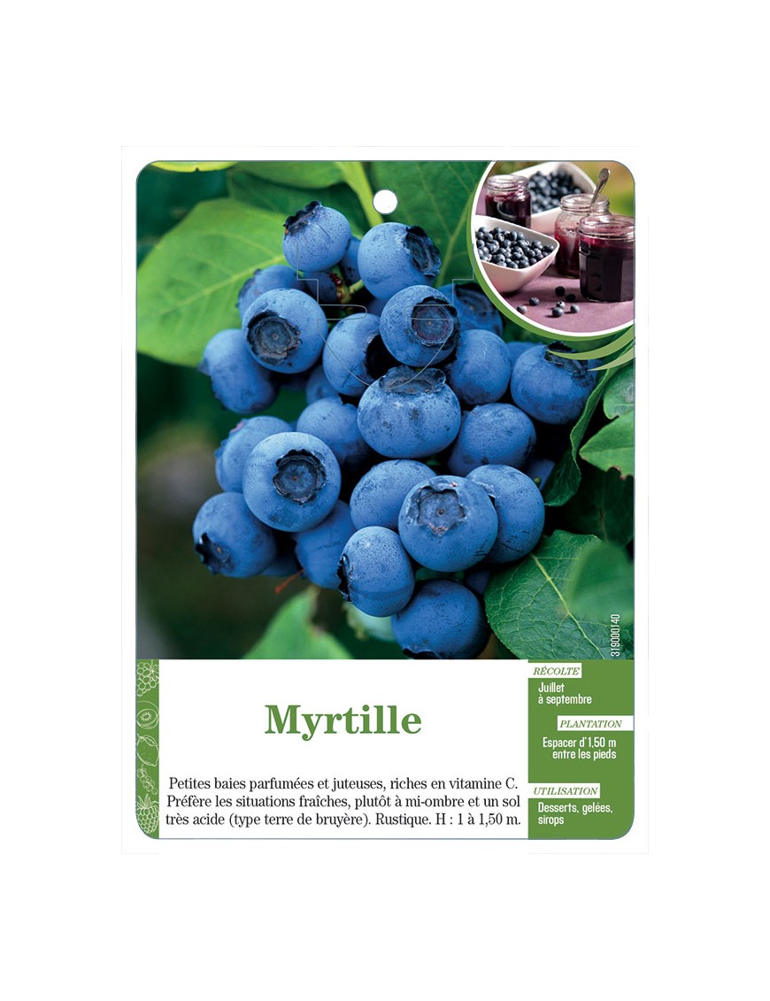 Myrtille