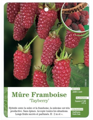 Mûre Framboise ‘Tayberry’