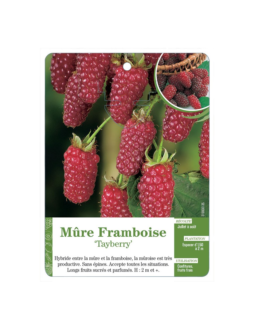 Mûre Framboise ‘Tayberry’