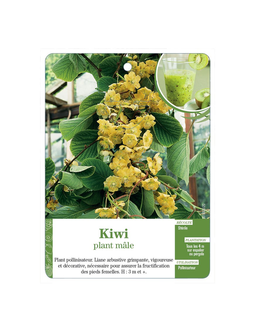 Kiwi plant mâle