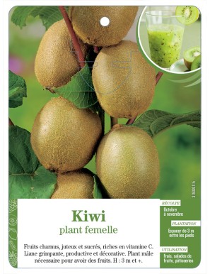 Kiwi plant femelle