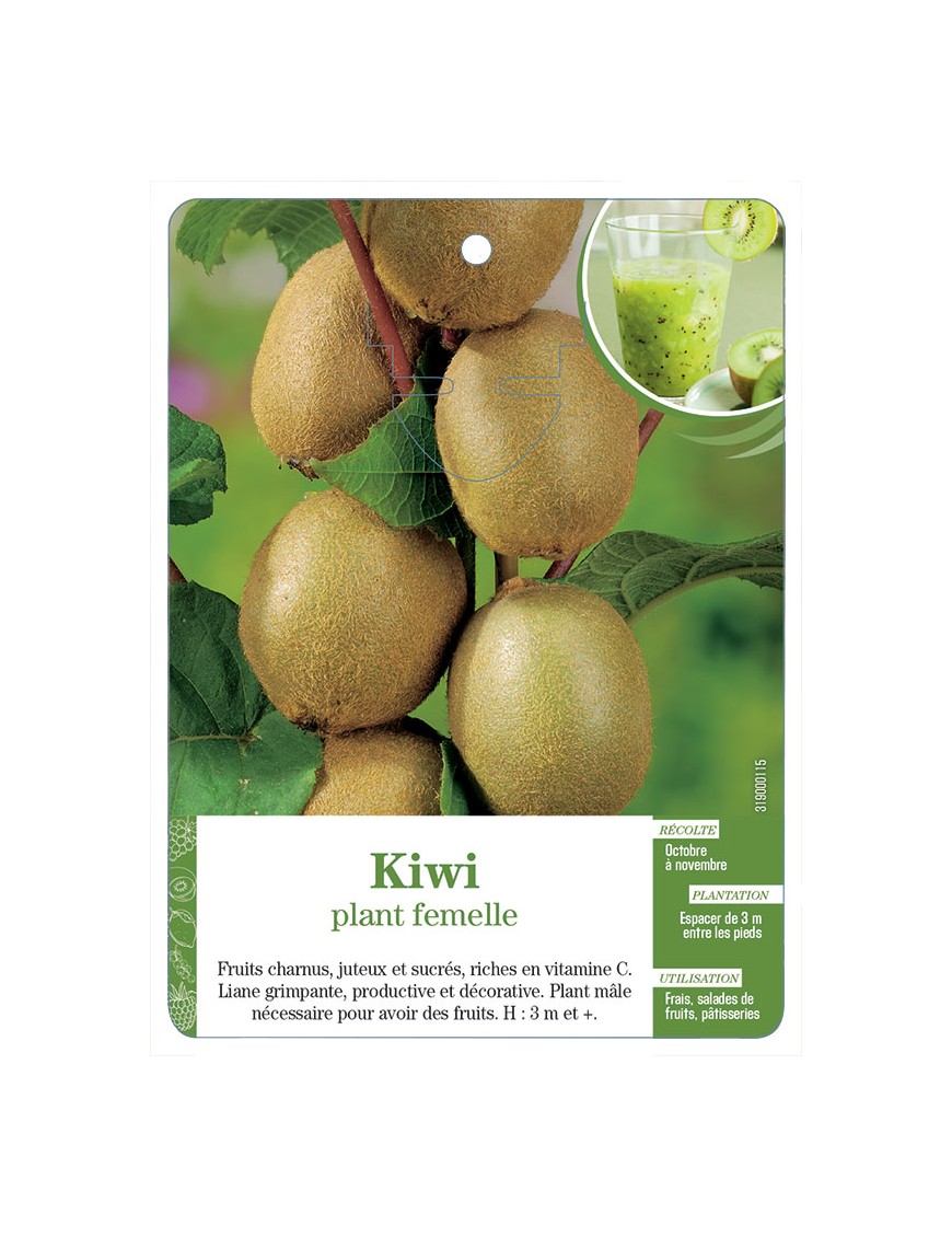 Kiwi plant femelle