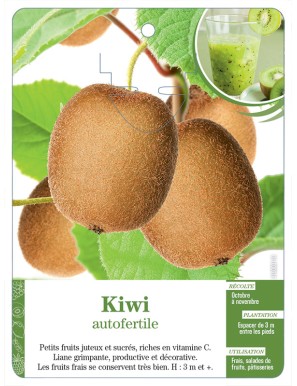 Kiwi autofertile