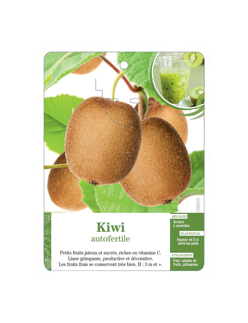 Kiwi autofertile