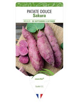 PATATE DOUCE SAKURA