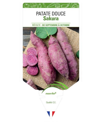 PATATE DOUCE SAKURA