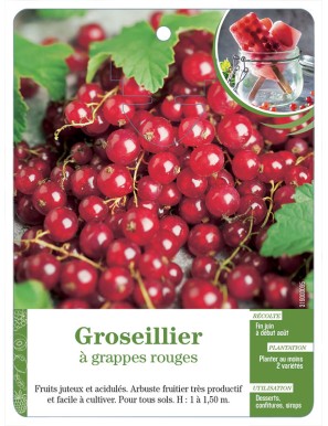 Groseillier à grappes rouges