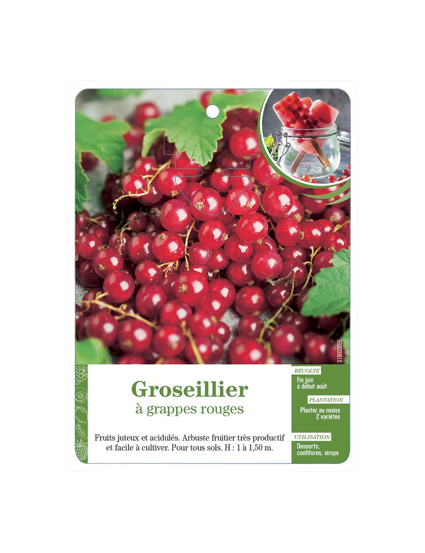 Groseillier à grappes rouges