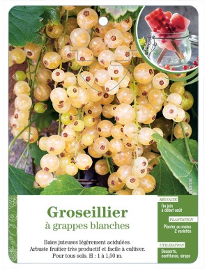 Groseillier à grappes blanches