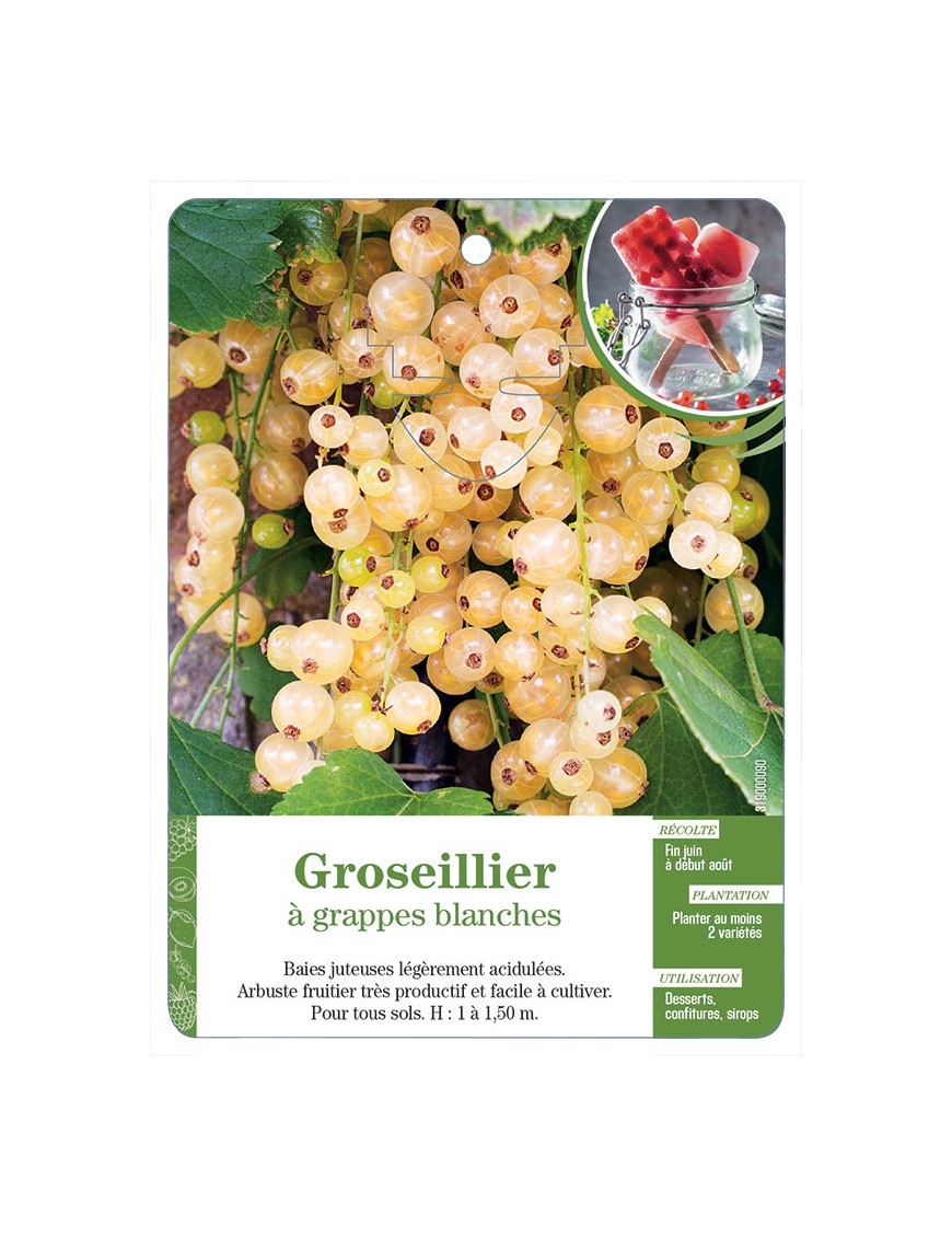 Groseillier à grappes blanches