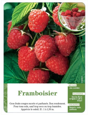 Framboisier (à fruits rouges)