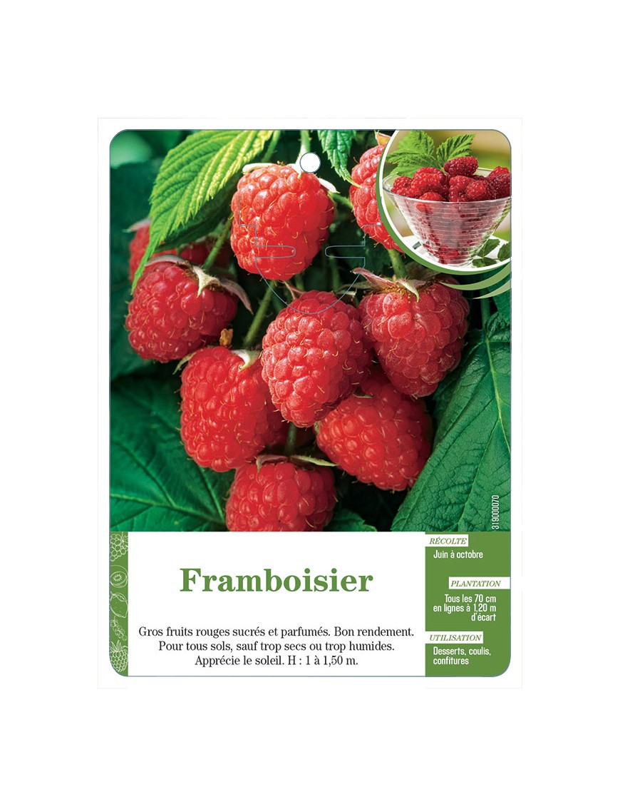 Framboisier (à fruits rouges)