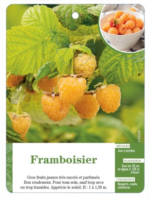 Framboisier (à fruits jaunes)