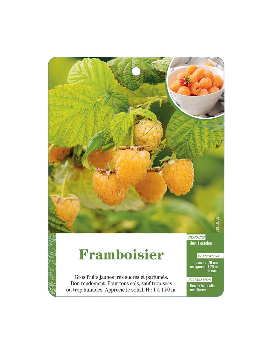 Framboisier (à fruits jaunes)