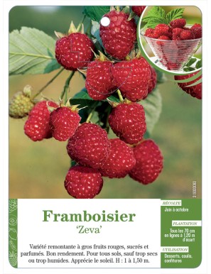 Framboisier ‘Zeva’