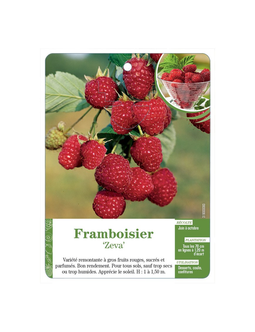 Framboisier ‘Zeva’