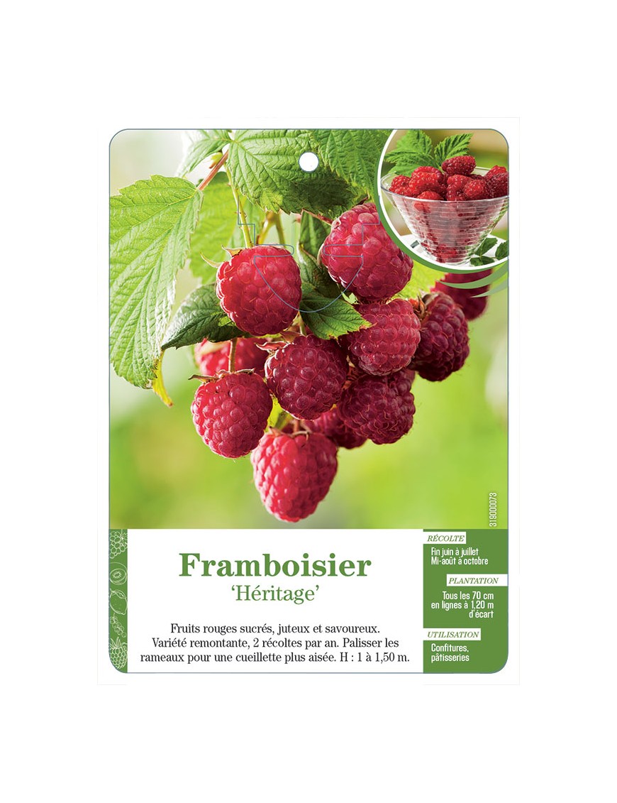 Framboisier ‘Héritage’