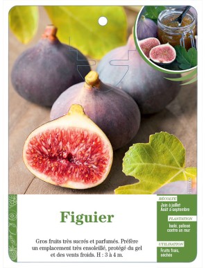 Figuier (à fruits violet-rouge)