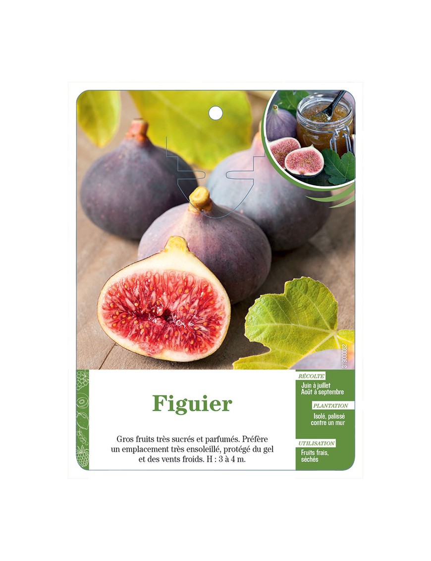 Figuier (à fruits violet-rouge)