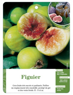 Figuier (à fruits vert-doré)