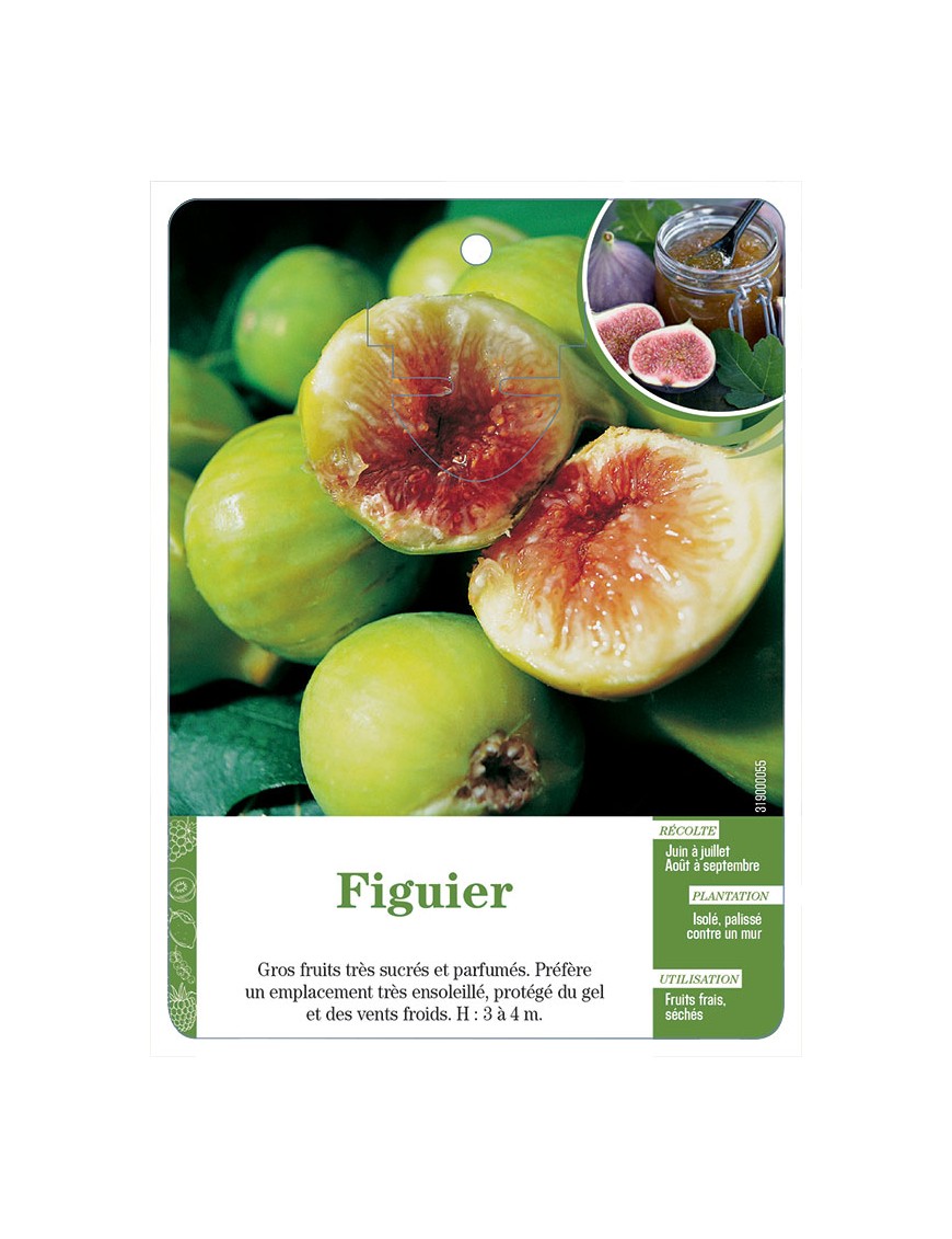 Figuier (à fruits vert-doré)