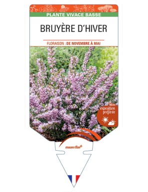 ERICA darleyensis voir BRUYÈRE D’HIVER (rose clair)