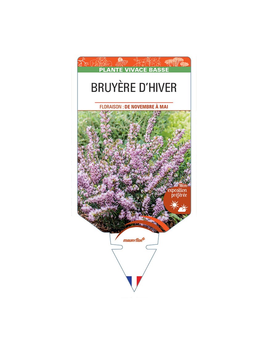 ERICA darleyensis voir BRUYÈRE D’HIVER (rose clair)