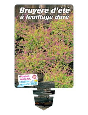 CALLUNA voir Bruyère d'été à feuillage doré