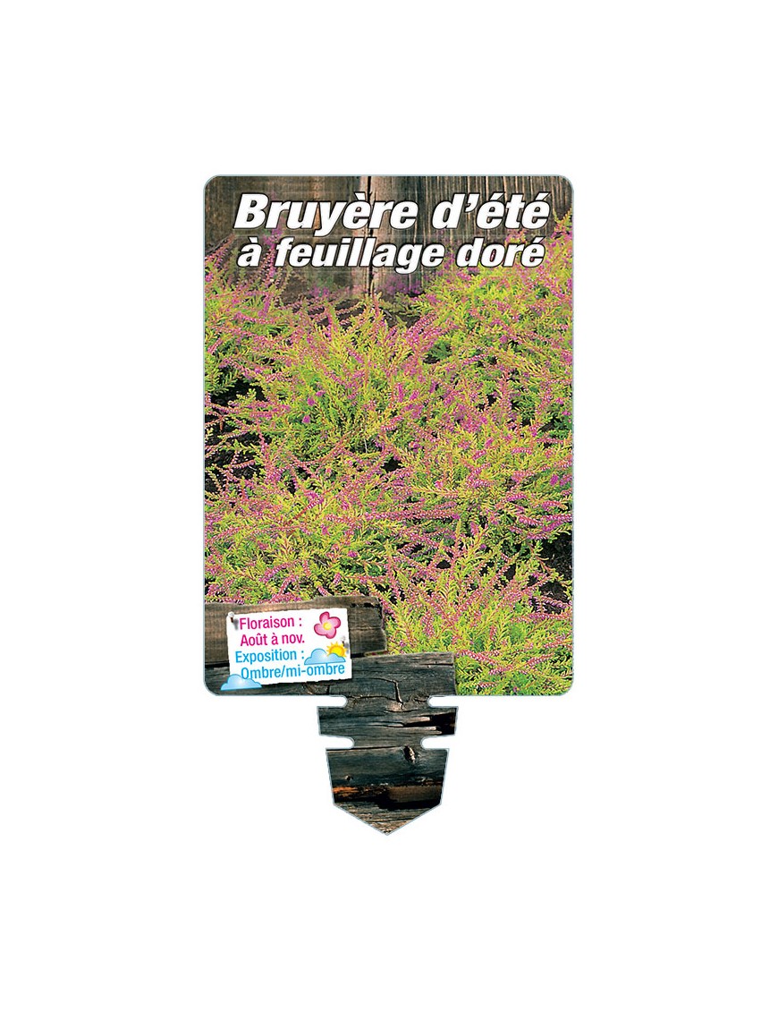 CALLUNA voir Bruyère d'été à feuillage doré