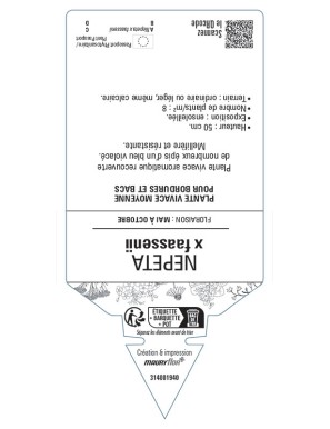 NEPETA faassenii Menthe des chats