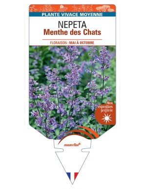 NEPETA faassenii Menthe des chats