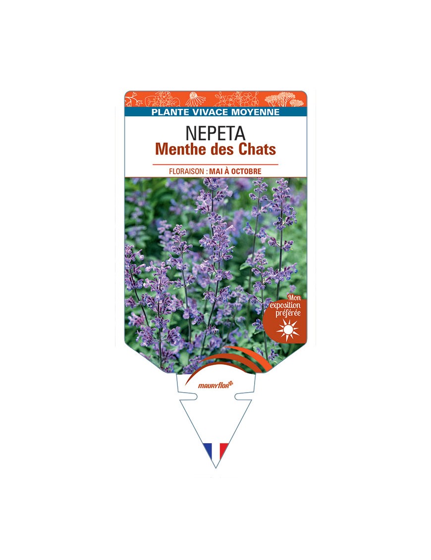 NEPETA faassenii Menthe des chats