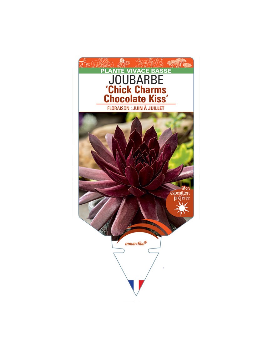 SEMPERVIVUM Chick Charms Chocolate Kiss voir Joubarbe