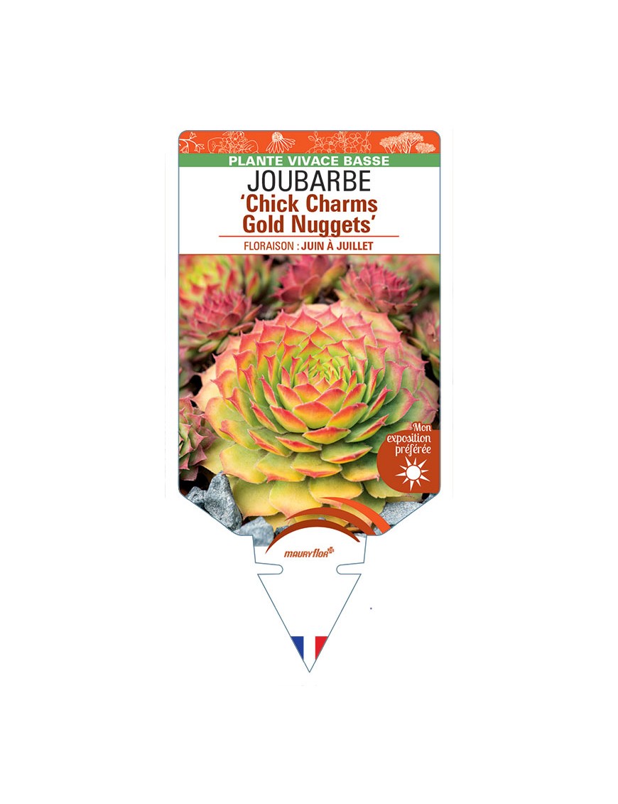 SEMPERVIVUM Chick Charms Gold Nuggets voir Joubarbe