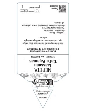 NEPETA (faassenii) Cat’s Pajamas