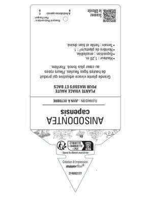 ANISODONTEA capensis voir Mauve arbustive du Cap