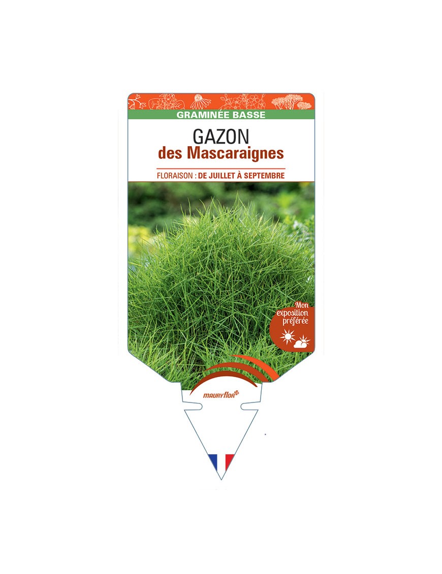 ZOYSIA tenuifolia voir GAZON des Mascaraignes