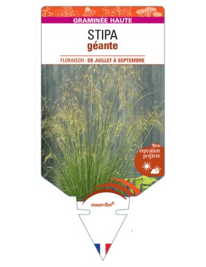 STIPA géante