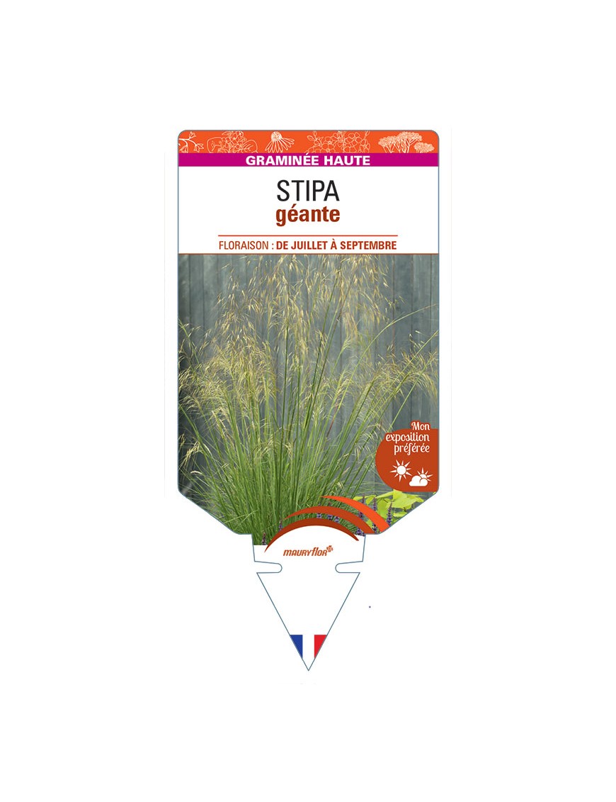 STIPA géante