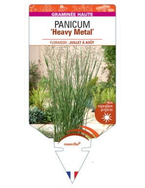 PANICUM (virgatum) Heavy Metal