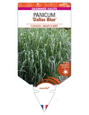 PANICUM (virgatum) Dallas Blue